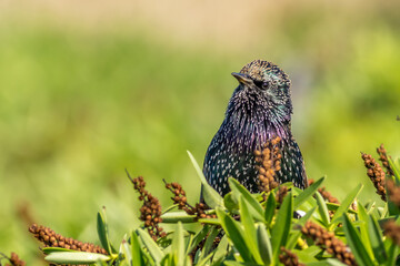 Wall Mural - Starling Sturnus vulgaris