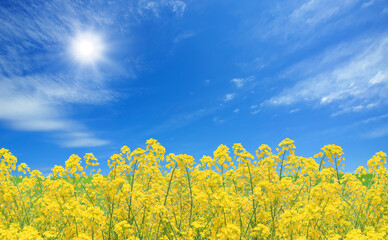 Poster - 菜の花と空