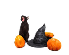 Halloween Composition. Black Cat With Open Mouth Sitting Near Witch Hat And Orange Pumpkins On White Background. Roaring And Screaming Black Spooky Witch Cat.