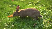 Rabbit Eats Grass On A Green Lawn In The Sunlight. Close-up. Animal In City Park