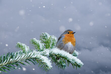 European Robin - Erithacus Rubecula Sitting, Perching In Snowy Winter, Spruce With The Snow In The Background