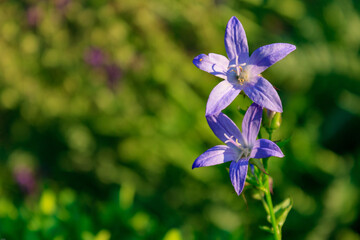 Wall Mural - Close up shot of purple bellflowers (campanula poscharskyana) against green bokeh background