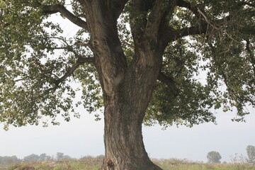 Wall Mural - old tree full of growth