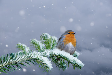 European Robin - Erithacus rubecula sitting, perching in snowy winter, spruce with the snow in the background