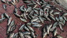 A Pile Of Dead Fish On The Ground