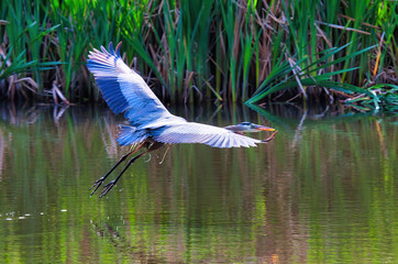 Wall Mural - Blue heron flying low over a pond in search of food.