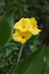 Poster - Canna flowers / Cannaceae  bulb plant