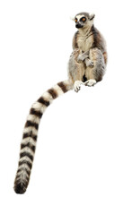 Portrait Of Ring-tailed Lemur, Lemur Catta, Isolated On White Background. Monkey Sitting With Forelegs Crossed On Knees. Long Tail, The Most Famous Sign, Hanging Down. Habitat Madagascar, Africa.
