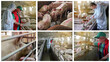 Pig Farming Conceptual Photo Collage