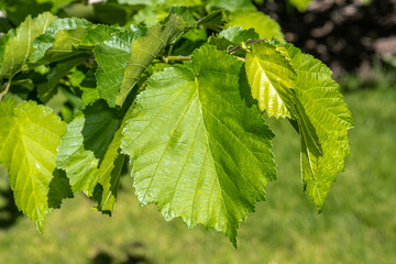 Leaves of Turkish Filbert (Corylus colurna)