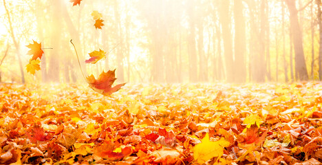 Wall Mural - Colorful autumn landscape in city park.