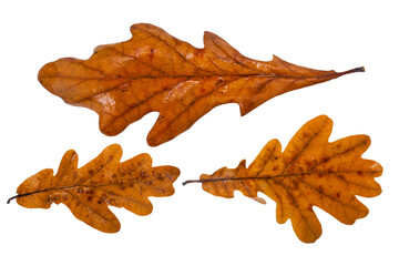 Wall Mural - Wet yellow leaves of oak tree isolated on a white background.