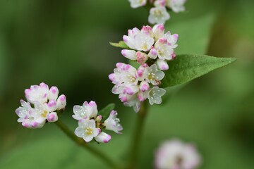 Wall Mural - Polygonum thunbergii flowers / Polygonaceae annual grass