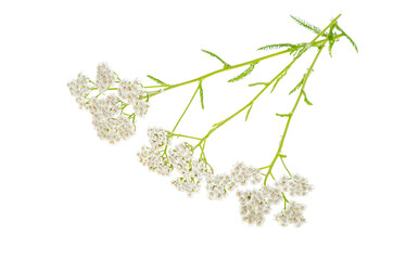 Stem with white inflorescence Achillea millefolium