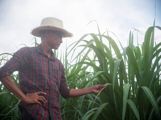 Wall Mural - Farmers inspect sugar cane, Workers holding sugar cane leaves,Organic agriculture	