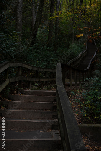 Fotografía A steep set of stairs lead up into a dark forest