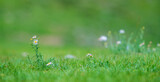 Fototapeta Dmuchawce - Wildflowers on a background of green grass in the mountains