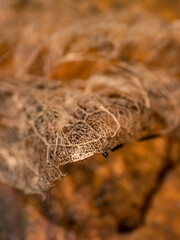 Wall Mural - closeup of a dry leaf
