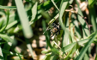 Wall Mural - small spider on the grass