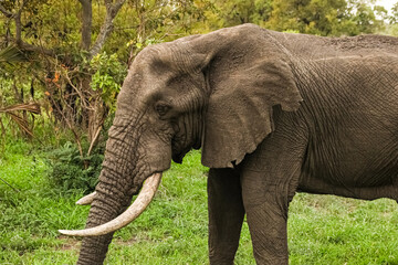 Adult African Elephants in a South African game reserve