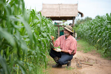 Older Farmers Use Technology In Agricultural Corn Fields.