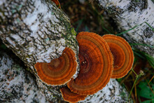 Top View Healing Chaga Mushroom On Old Birch Trunk Close Up. Red Parasite Mushroom Growth On Tree. Bokeh Background.
