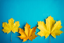Yellow Maple Leaves On Blue Background, Top View, Close Up. Image For Design, Autumn Concept. Copy Space.