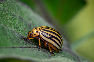 Wall Mural - Colorado potato beetle (Leptinotarsa decemlineata)