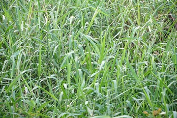 Fresh green grass in nature garden