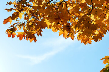 Wall Mural - Colorful autumn leaves and branches against the blue sky and sun. Season, nature, autumn card, thanksgiving, fall background concept.Copy space, selective focus..