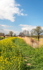 Poster - Colorful Dutch nature reserve in springtime. The sky is blue, trees are budding and the oilseed rape blooms profusely. The photo was taken near the village of Dussen in the province of North Brabant.