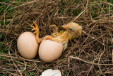Fototapeta Dziecięca - The chick is getting out of the egg.
