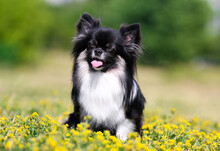 Cute Long Haired Chihuahua Dog Sitting Outside On A Rock With Green Background. Nice And Pretty Black And White Tricolor Chiwawa  Male With Black Mask On Face Sits Outdoors On Sunny Summer Day
