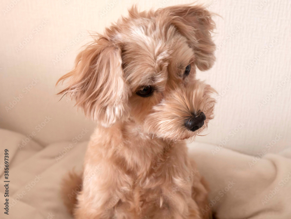 じっと座って見つめるかわいいアプリコットの小型犬 マルプー トイプードル Perros Cuadros Canvas