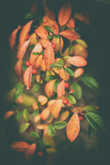 Crimson cotoneaster dammeri in autumn in vintage style