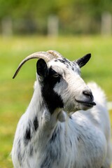 Wall Mural - portrait of goat in meadow