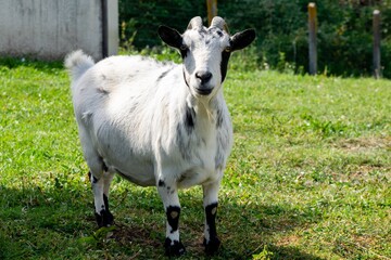 Wall Mural - portrait of goat in meadow