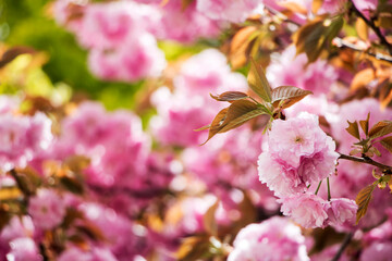 Double cherry blossoms in full bloom
