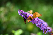 Beautiful Colourful Butterfly Feeding Nectar From A Purple Buddleja Davidii Flower Against A Green Bokeh Background. Czech Republic, Europe.