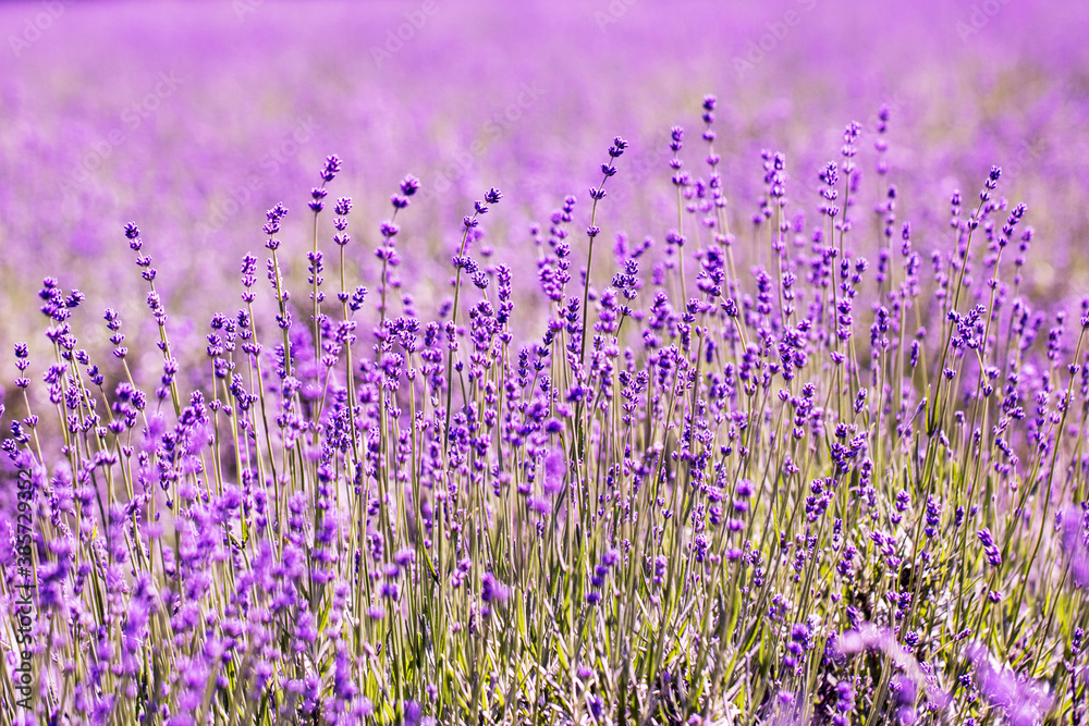Lavender flower close up in a field in Korea
 - obrazy, fototapety, plakaty 