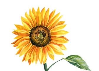 Wall Mural - Sunflower isolated on white background, watercolor botanical illustration, hand drawing, yellow flower