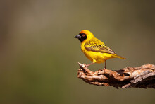 Southern Masked Weaver Sitting On A Branch In A Game Reserve Near Mkuze In South Africa