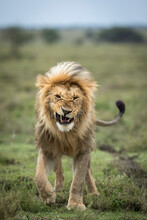 Vertical Portrait Of A Male Lion Surrounded By Flies In Green Plains Of Ndutu In Tanzania