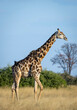 Vertical portrait of an adult male giraffe with ox peckers siting on its neck in Savuti in Botswana