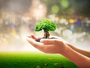 Wall Mural - World environment day concept: Human hand holding big tree over blurred city night rain background