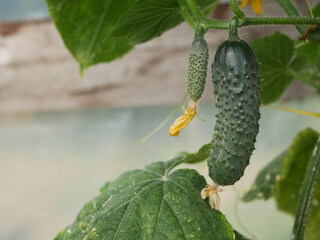 Two cucumbers ripen on a bed in the garden. 