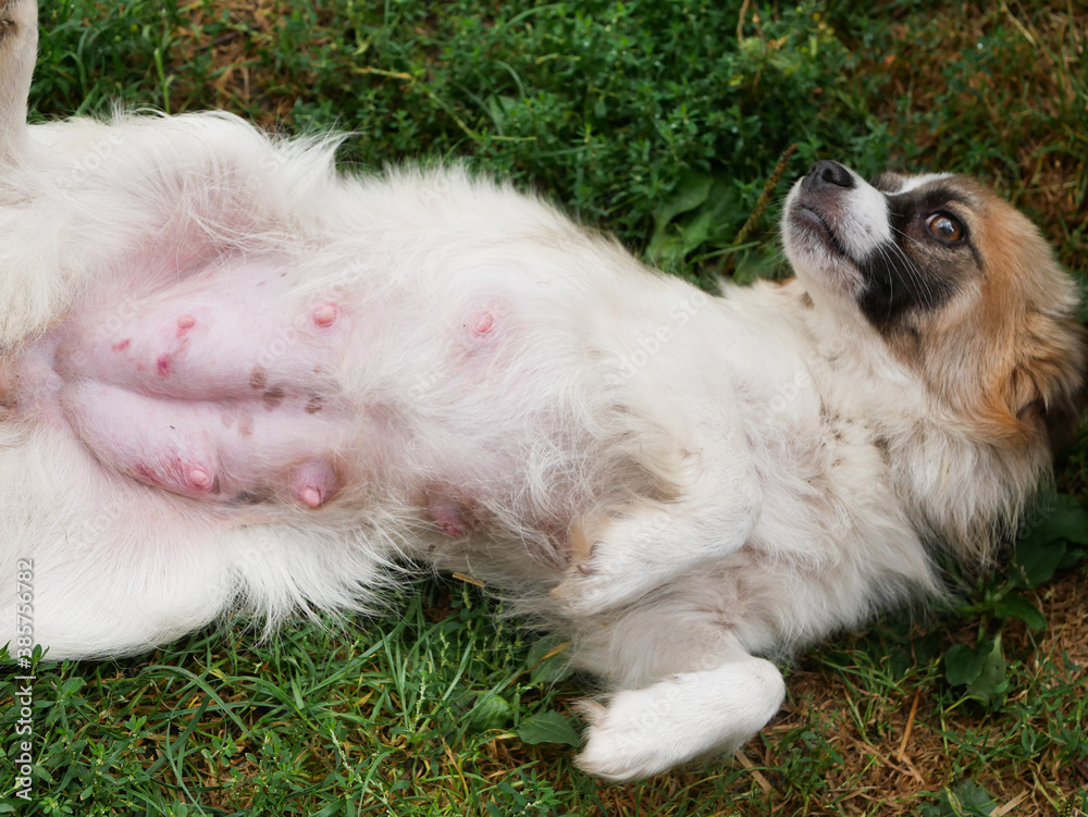 Nursing dog nipples animal breeding concept. Stock Photo Adobe Stock
