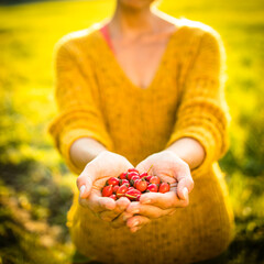 Wall Mural - Pretty, young woman collecting rosehip fruit in autumn nature