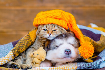 Wall Mural - Tabby cat and malamute puppy sleep on a plaid blanket in an embrace. The cat wears a funny yellow cap and hugs a little teddy bear