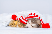 Malamute Puppy And Tabby Kitten Sleep At Home Under A Blanket In Santa Hats. The Kitten Hugs A Small Wrapped Gift. Waiting For Christmas Concept